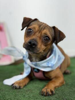 Finley-One of our Amazing Rescue Dogs -  Chihuahua and Pug Dog for Adoption in Carlsbad, California - Finley-One Of Our Amazing Rescue Dogs | PetCurious