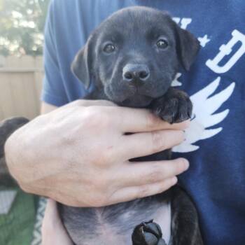 Labrador Retriever and Pit Bull Terrier Dogs Available for Adoption - COCOA BEAN! | PetCurious