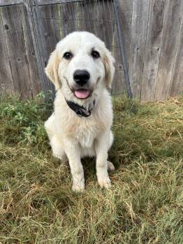 Lexi -  Great Pyrenees Dog for Adoption in Pflugerville, Texas - Lexi | PetCurious