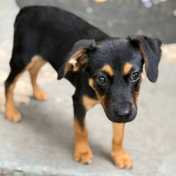 Snickers -  Mixed Breed Dog for Adoption in Falls Church, Virginia - Snickers | PetCurious