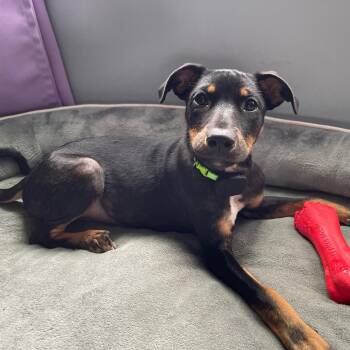 Miniature Pinscher Dogs Available for Adoption - Jamaica | PetCurious