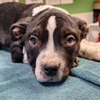 Pit Bull Terrier and Mixed Breed Dogs Available for Adoption - Gobbles | PetCurious