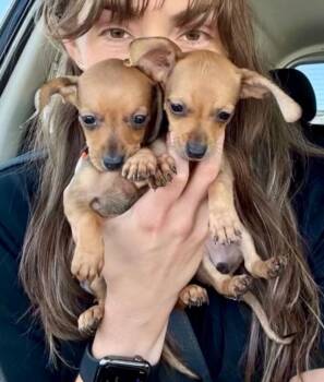 Tot -  Dachshund Dog for Adoption in Boulder, Colorado - Tot | PetCurious