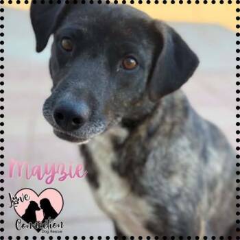 Shepherd Dogs Available for Adoption in Gilbert, Arizona - Mayzie | PetCurious