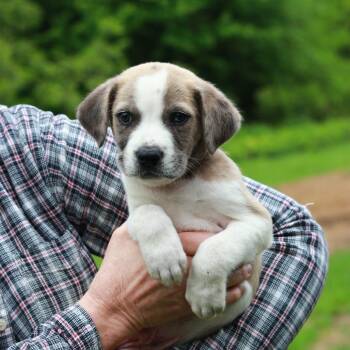 Catahoula Leopard Dog and Mixed Breed Dogs Available for Adoption in Eastford, Connecticut - CT Lions Mane Avail May 30 (Ellington, CT) | PetCurious