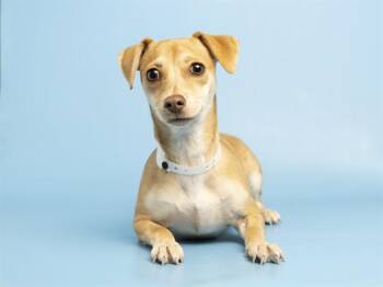 CALLA LILY -  Chihuahua Dog for Adoption in Phoenix, Arizona - CALLA LILY | PetCurious