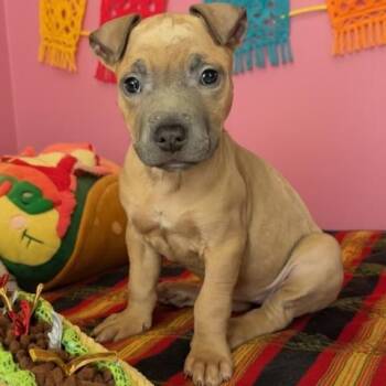 Pit Bull Terrier Dogs Available for Adoption - TORTILLA | PetCurious