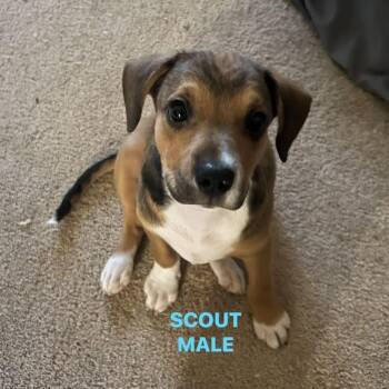 Scout -  Mixed Breed Dog for Adoption in Denison, Texas - Scout | PetCurious