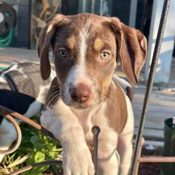 778 (2026) Louie -  German Shorthaired Pointer and Mixed Breed Dog for Adoption in Parker, Colorado - 778 (2026) Louie | PetCurious