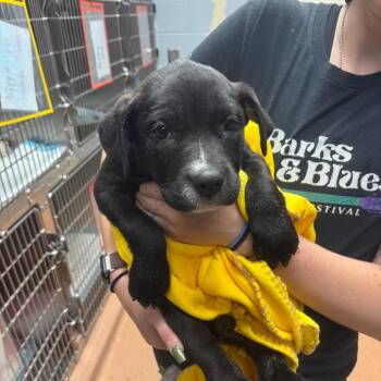 Blossom -  Mixed Breed Dog for Adoption in Columbus, Georgia - Blossom | PetCurious