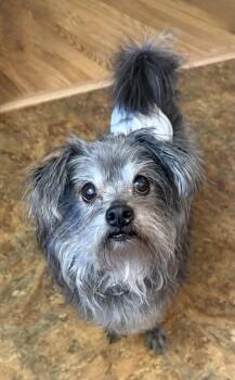 Mixed Breed Dogs Available for Adoption in Sault Ste. Marie, Michigan - Bogey- Loving Senior Boy | PetCurious
