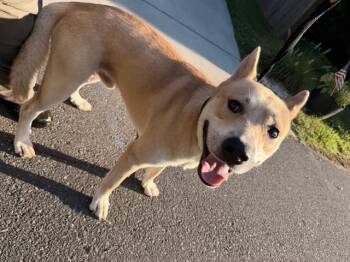 A1267854 -  Mixed Breed Dog for Adoption in Charlotte, North Carolina - A1267854 | PetCurious