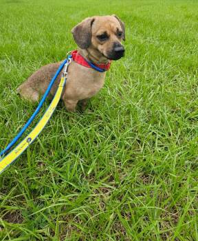 Romeo -  Dachshund Dog for Adoption in Tampa, Florida - Romeo | PetCurious