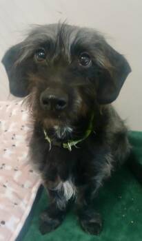 Lucky -  Dachshund and Mixed Breed Dog Available for Adoption in Leadville, Colorado - Lucky | PetCurious