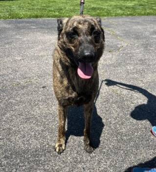 Ember -  Mixed Breed Dog for Adoption in Columbus, Indiana - Ember | PetCurious
