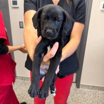 Lunch Box -  Labrador Retriever Dog for Adoption in Morganton, North Carolina - Lunch Box | PetCurious