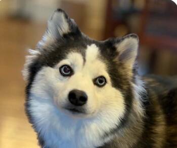 Maggie -  Klee Kai Dog for Adoption in San Ramon, California - Maggie | PetCurious