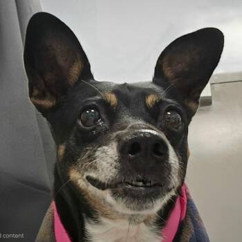 Chloe -  Jack Russell Terrier and Chihuahua Dog for Adoption in Madisonville, Tennessee - Chloe | PetCurious