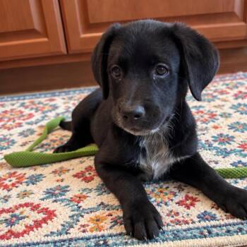 Brisket -  Black Labrador Retriever and Labradoodle Dog for Adoption in Fort Worth, Texas - Brisket | PetCurious