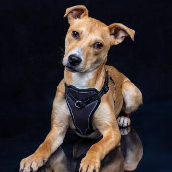 Rescue Pit Bull Terrier Dogs for Adoption in Salem, Oregon - Brooklyn | PetCurious