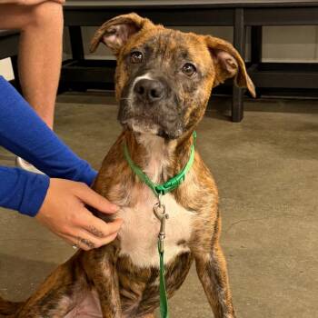 Terrier Dogs Available for Adoption in Tampa, Florida - Reina | PetCurious
