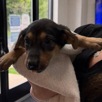 Maybelle -  Mixed Breed Dog for Adoption in Walker, Michigan - Maybelle | PetCurious