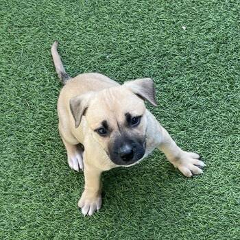 Mixed Breed Dogs Available for Adoption - Cucumber 4477 | PetCurious
