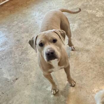Gyro -  American Bulldog and Mixed Breed Dog for Adoption in Brownsboro, Alabama - Gyro | PetCurious