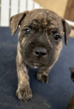 Rescue French Bulldog Dogs for Adoption in Lake Forest, California - Louie (GB)- Adopt Me! | PetCurious