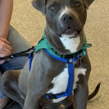 Pit Bull Terrier Dogs Available for Adoption - Falcon  | PetCurious