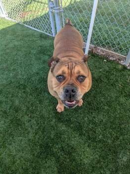 Hoagie -  Mixed Breed Dog for Adoption in Louisburg, North Carolina - Hoagie | PetCurious
