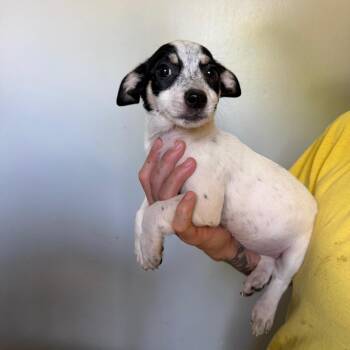 Female 4 -  Rat Terrier and Chihuahua Dog for Adoption in Hohenwald, Tennessee - Female 4 | PetCurious