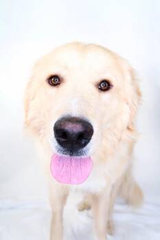 Vance -  Great Pyrenees Dog for Adoption in Bixby, Oklahoma - Vance | PetCurious