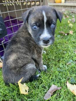Rescue Boxer and Husky Dogs for Adoption in Highland-on-the-lake, New York - Luka | PetCurious