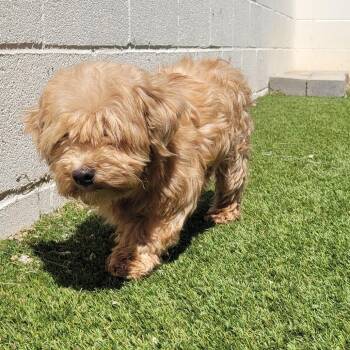 Riley 0054 -  Cavalier King Charles Spaniel and Poodle Dog Available for Adoption in Loxahatchee Groves, Florida - Riley 0054 | PetCurious