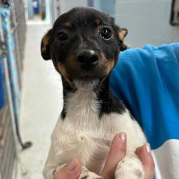 Don -  Chihuahua and Mixed Breed Dog Available for Adoption in Camden, Delaware - Don | PetCurious