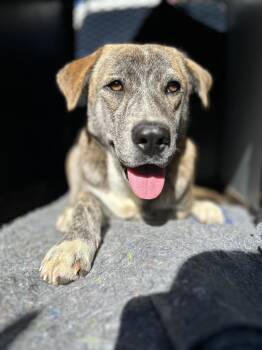 Rescue Chow Chow and Hound Dogs for Adoption in Manchester, Tennessee - Grace | PetCurious