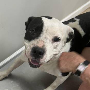 Nia -  Pit Bull Terrier Dog for Adoption in Starkville, Mississippi - Nia | PetCurious