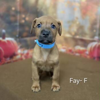 Fay -  Retriever and Mixed Breed Dog for Adoption in Griswold, Connecticut - Fay | PetCurious