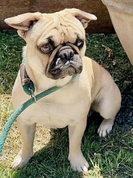 ROMAN -  Pug Dog for Adoption in Salinas, California - ROMAN | PetCurious