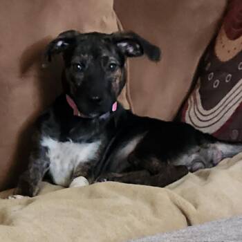 Sprout -  Hound and Mixed Breed Dog for Adoption in Shorewood, Illinois - Sprout | PetCurious