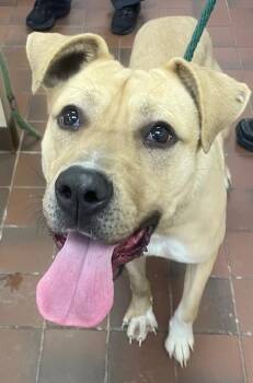 Rescue Labrador Retriever and Pit Bull Terrier Dogs for Adoption in Houghton Lake, Michigan - Tulip | PetCurious