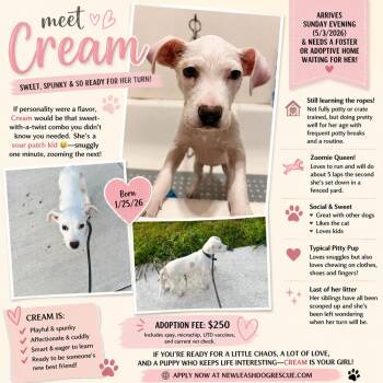American Staffordshire Terrier Dogs Available for Adoption in Rockland, Wisconsin - Cream | PetCurious