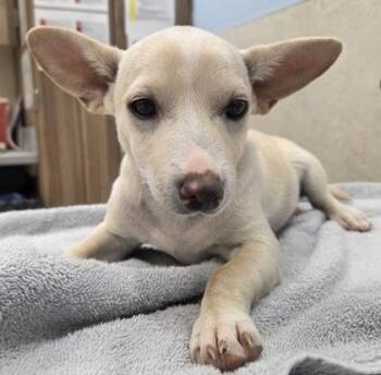 Belladonna -  Terrier and Mixed Breed Dog for Adoption in Honolulu, Hawaii - Belladonna | PetCurious