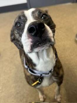 Frida -  Pit Bull Terrier Dog for Adoption in Cleveland, Ohio - Frida | PetCurious