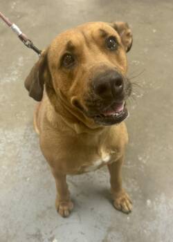 Elphie -  Hound Dog for Adoption in Chesterfield, South Carolina - Elphie | PetCurious