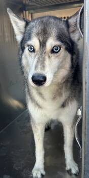 Rescue Siberian Husky and Mixed Breed Dogs for Adoption in Fort Worth, Texas - Snowcone | PetCurious