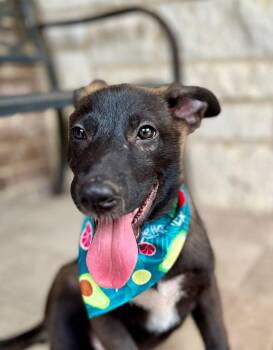 Belgian Shepherd Malinois and German Shepherd Dog Dogs Available for Adoption in San Antonio, Texas - Will | PetCurious