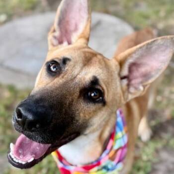 Rigby Roo Adventurer -  Shepherd and Black Mouth Cur Dog for Adoption in Friendswood, Texas - Rigby Roo Adventurer | PetCurious