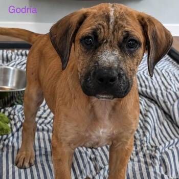 Godria -  Mixed Breed Dog for Adoption in Fredericksburg, Virginia - Godria | PetCurious